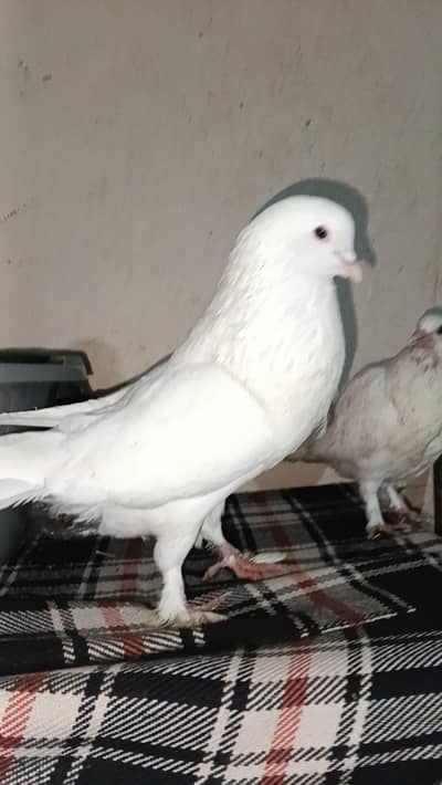 breeder pair+1 check