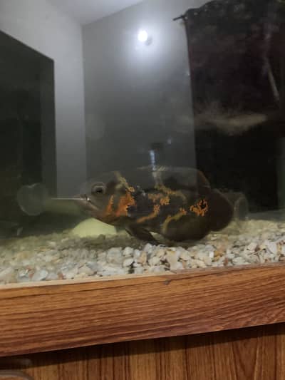 Big Oscar fish for sale
