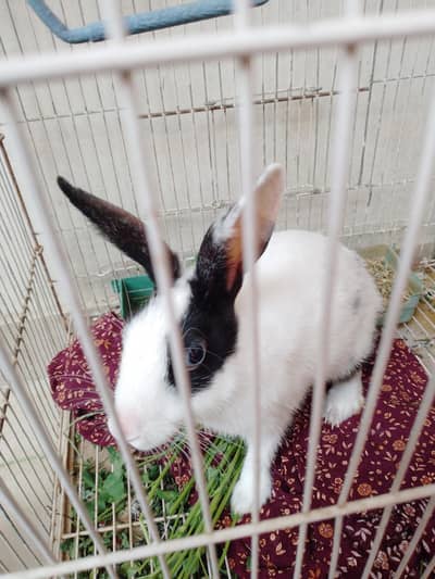 Breeding Rabbits Pair