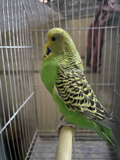 Budgies and cages/ pairs with chicks