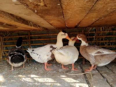 ducks for sale 1 male and 3 females