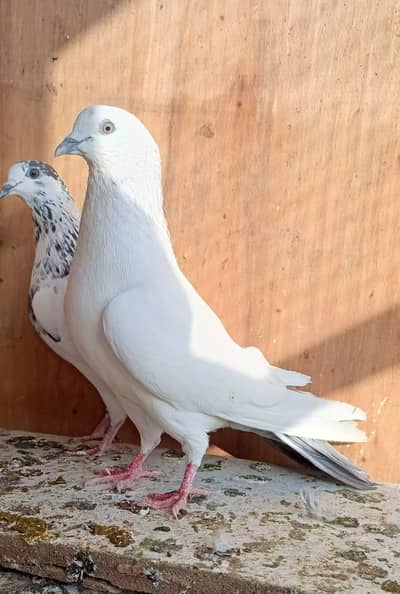 High quality pigeons