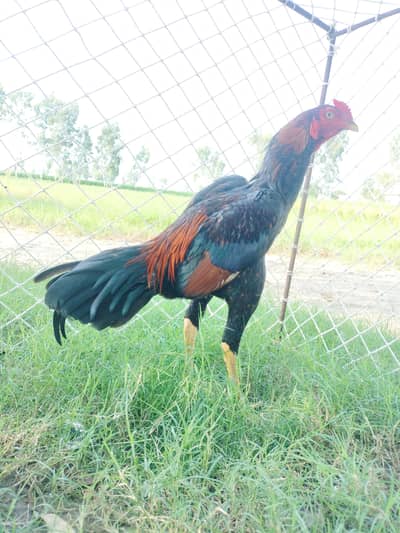 long height patha band or khloi donon ka