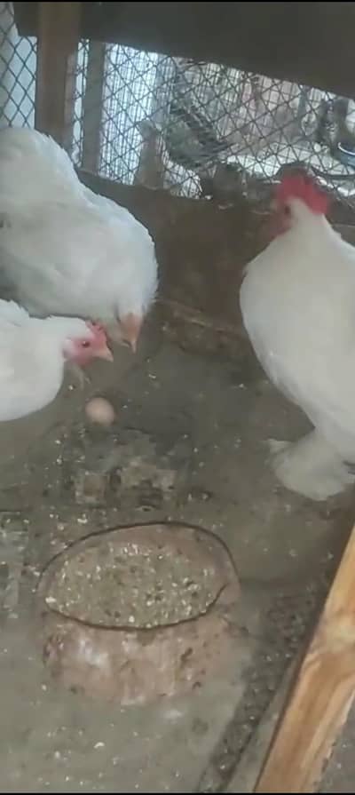 White Bantam Breeder Set