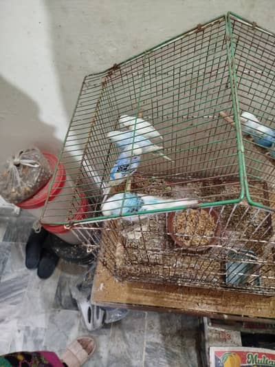Australian parrots for sale