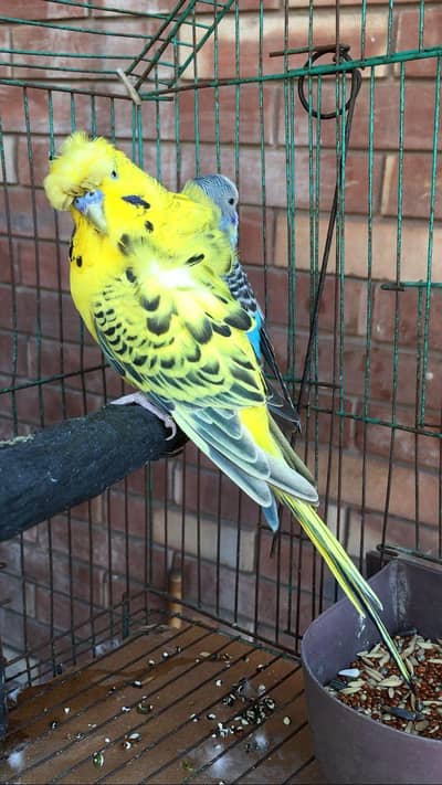 tcb hogoromo jumbo size male