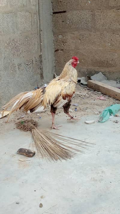 Aseel Jagiri patha white eye blue dora