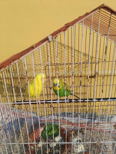green and yellow parrots