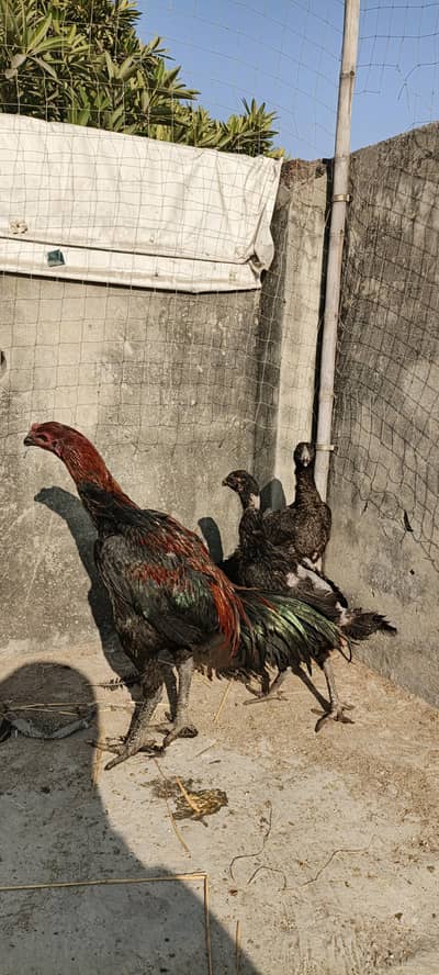 imported chicks black skin black eyes