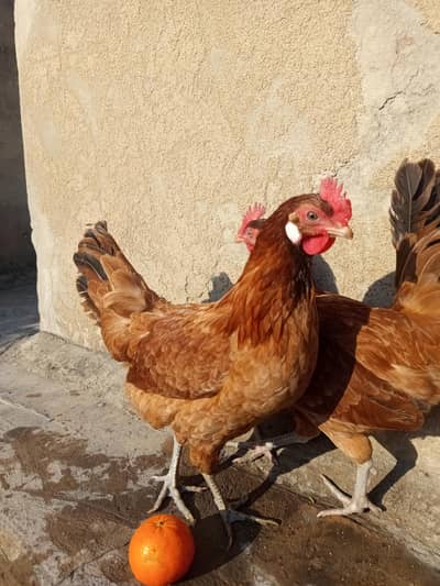 Deci eggs laying hens 03025624078