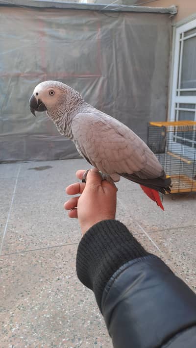 african gray/grey female