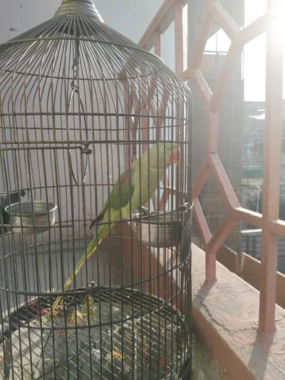 Raw parrot female urgent sale more photos available
