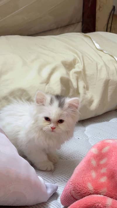 Persian kitten for Sale 3.6 months age Persian Cat Semi Punch Face Cat
