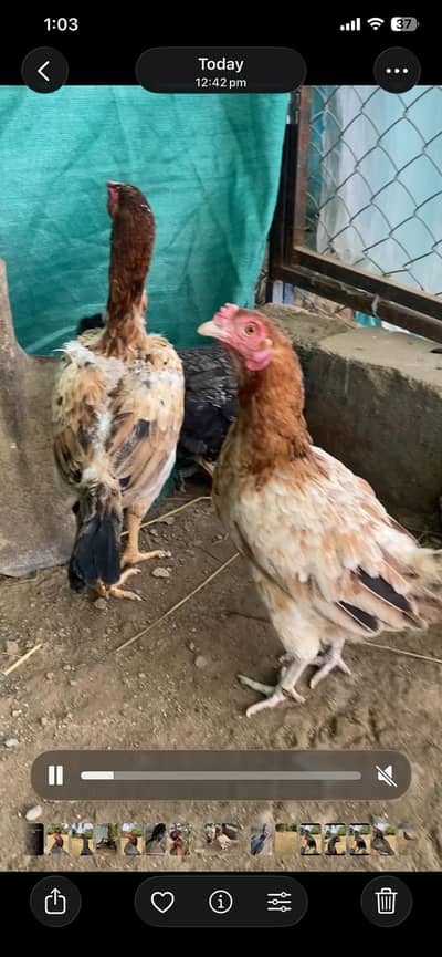 aseel pair and desi hens(read ad)