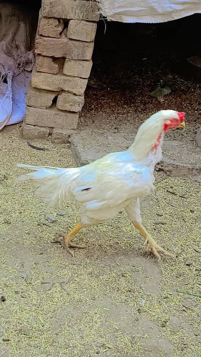 white Hera aseel famle for sall