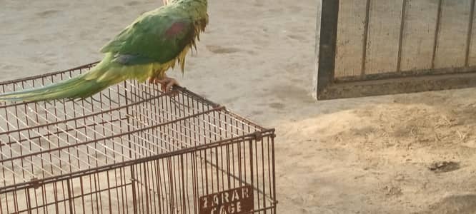 talking bird bahut Achcha Kashmiri Rah