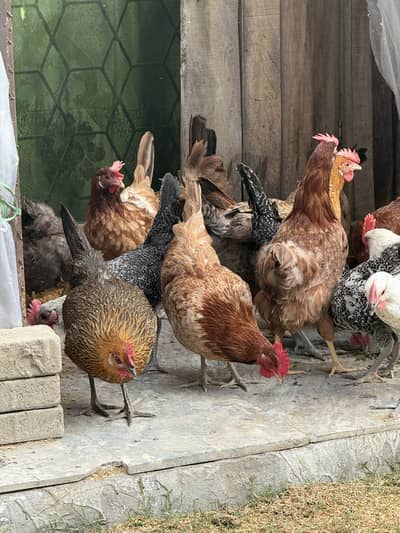Golden Misri Egg Laying Hens for Sale