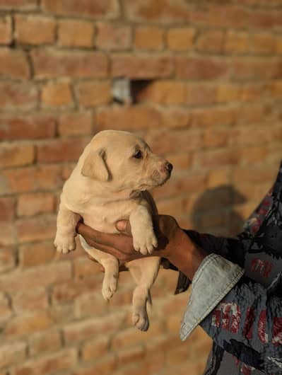 Cute Labrador  Puppies – Healthy & Active
