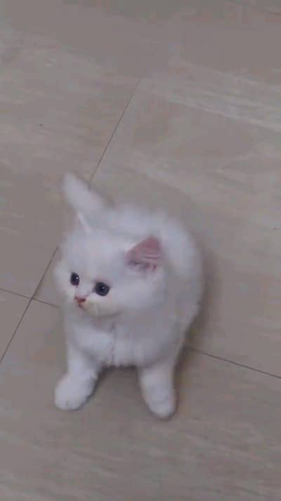 Persian kitten for urgent sale my WhatsApp number 0313496819one