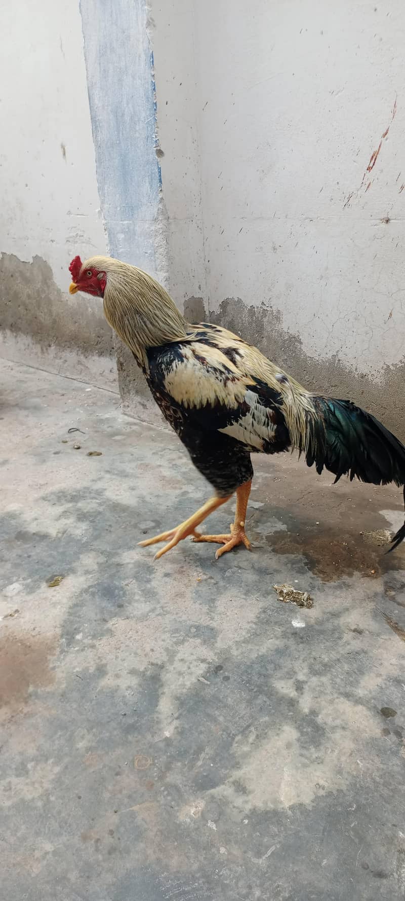 Sindhi or Java ka cross 0