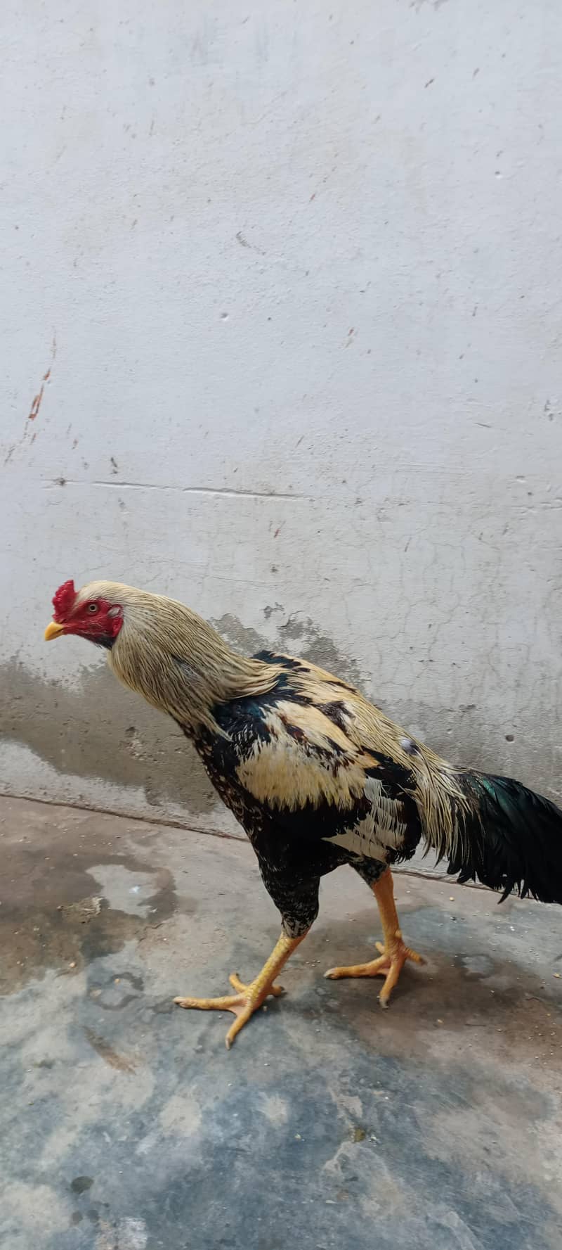 Sindhi or Java ka cross 1