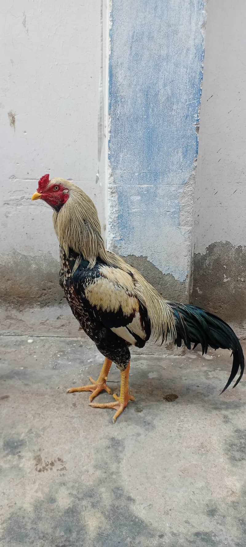 Sindhi or Java ka cross 2