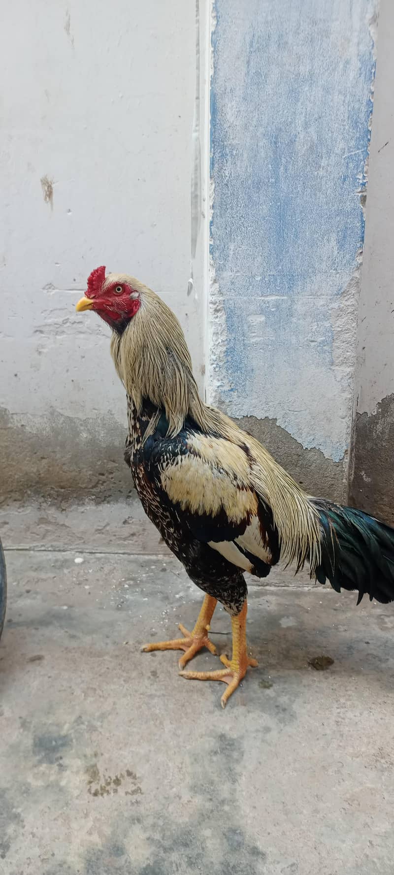 Sindhi or Java ka cross 3