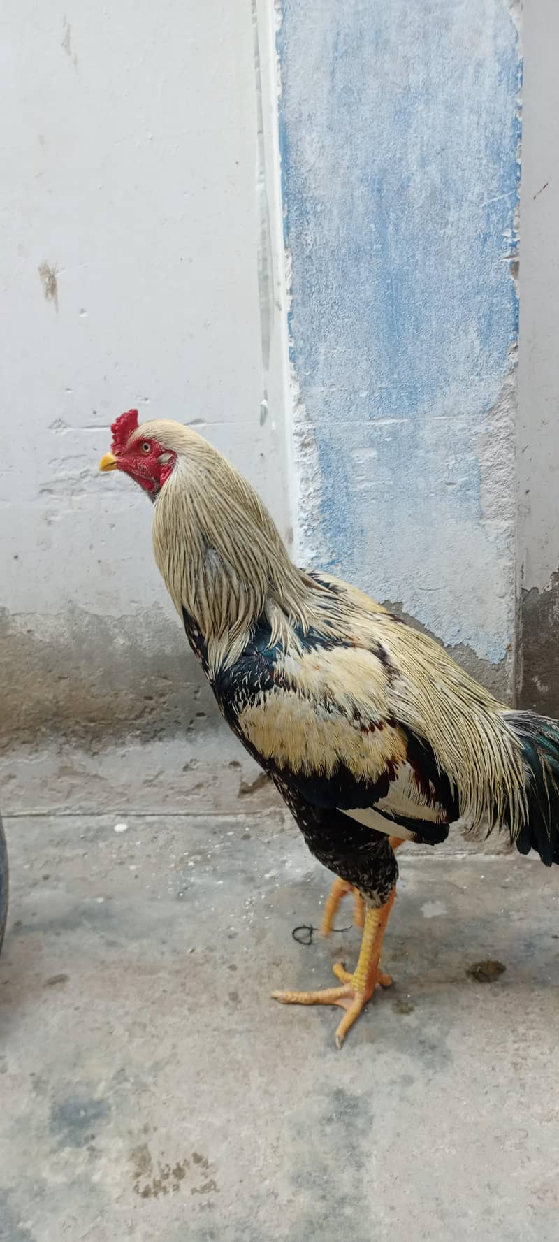 Sindhi or Java ka cross 4