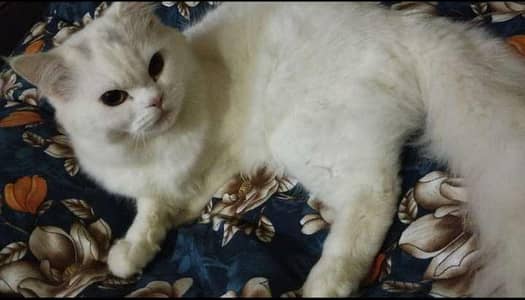 Persian Cat
