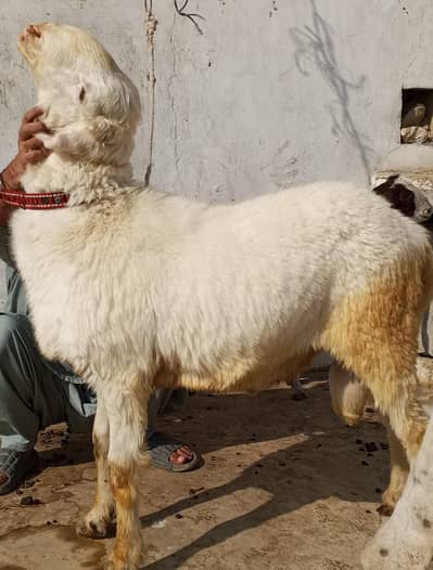 #pure gulabi Mundra#gulabi mundra#mundra#dumba