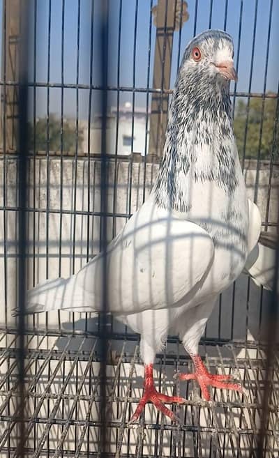 2 jory 1 female 2500 per final pigeon kabutar