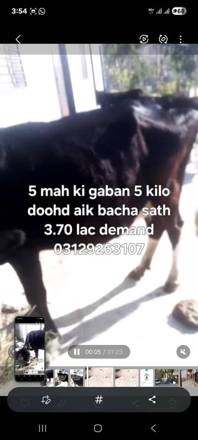 دیسی گائے اور ایک واچھا ساتھ