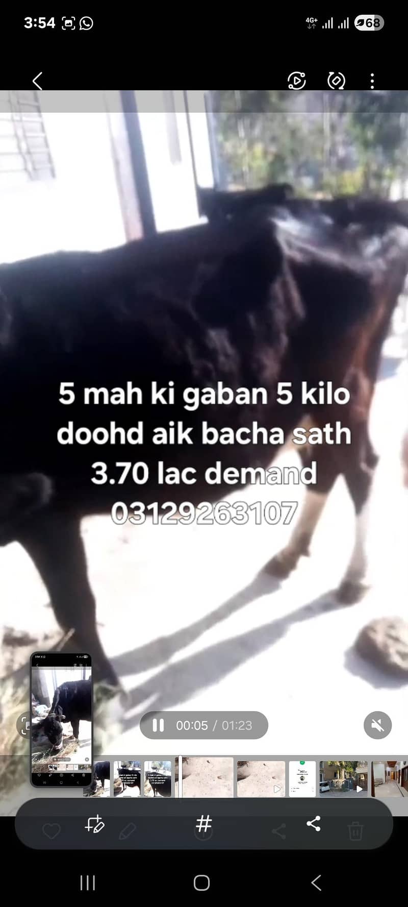 دیسی گائے اور ایک واچھا ساتھ 0