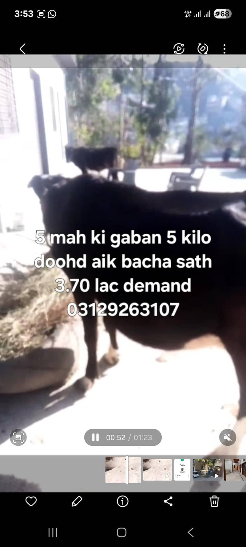 دیسی گائے اور ایک واچھا ساتھ 2