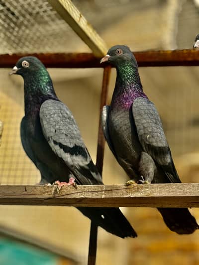 Pure Kamagar pair up for sale