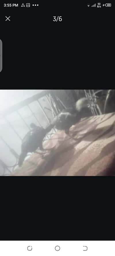 Aseel chicks available