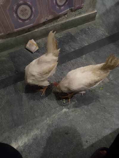 White Murga: 1500 for both.