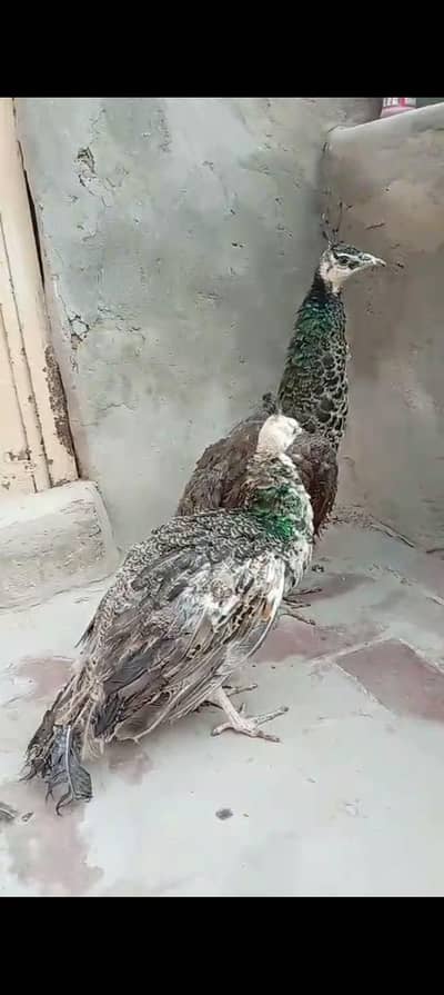 Peacock pair3.3. 6.8. 7. o. 7.2. 8.6