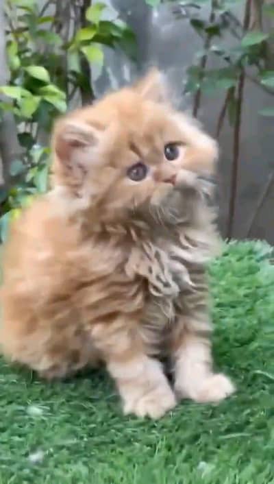 Persian kitten for urgent sale my WhatsApp number 0313496819one