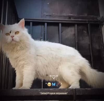 White pershion cat