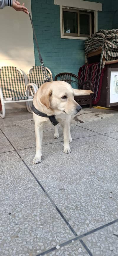 Family labrador dog for sale