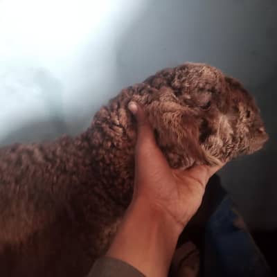 ok. hai jiss ko lyna ho rabta kari