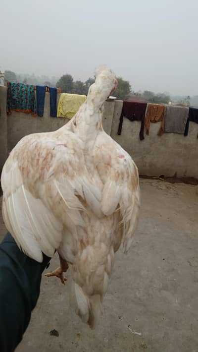 hera female lakha male dregon female