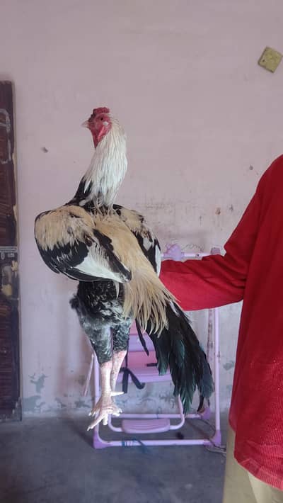 pure jagiri aseel murga for sell  03361892428