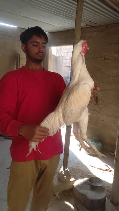 pure jagiri aseel murga for sell  03361892428