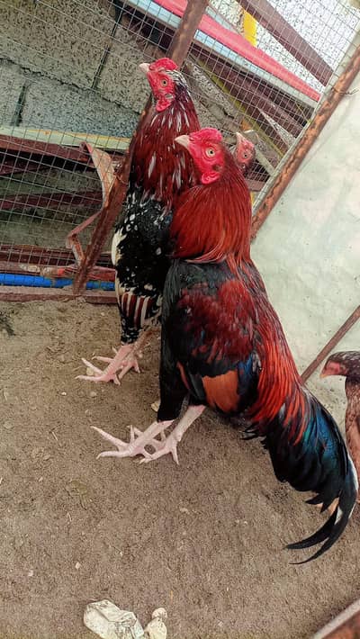 Aseel Lakha and Cheena