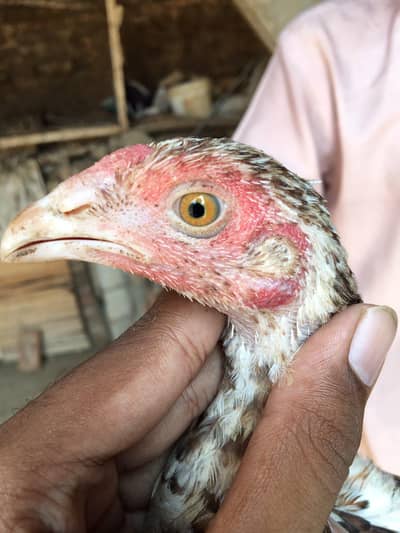 Mushki aseel madiyan