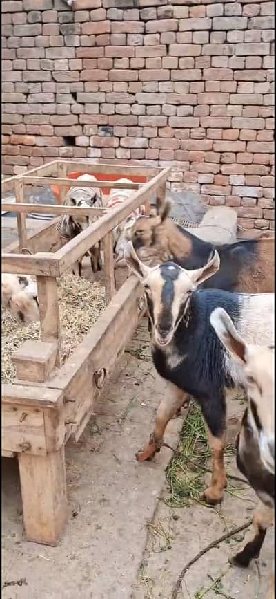 Barbari Galmori Bredar