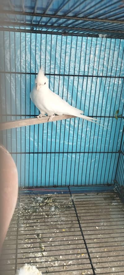 Cocktails Jumbo Size For Sale