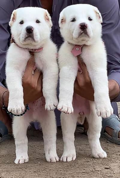 Afghan Kuchi | Turkish Kangal | Security Dog | Afghan Kuchi For Sale